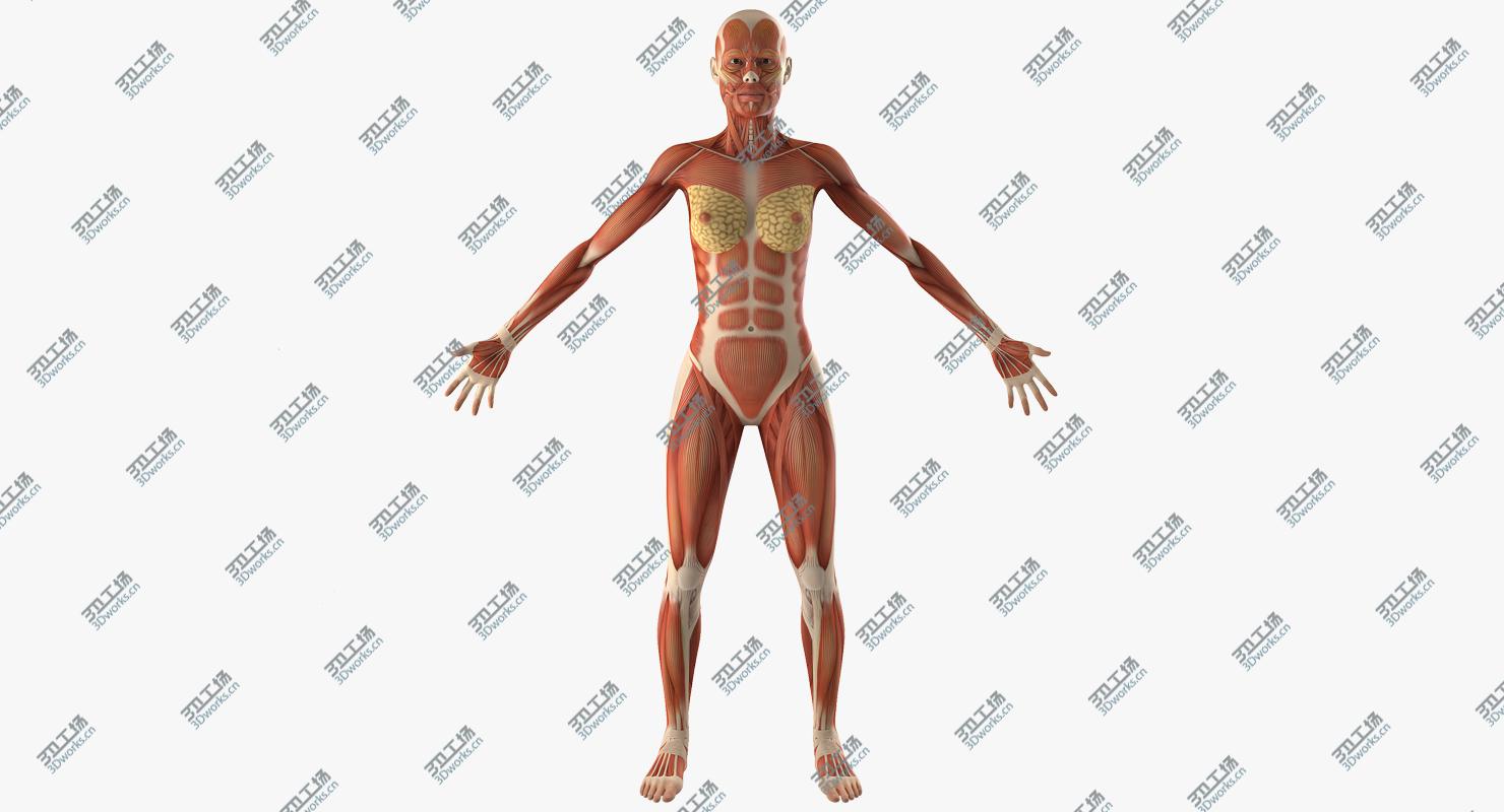 images/goods_img/202105072/Female Muscular System Anatomy 3D model/2.jpg